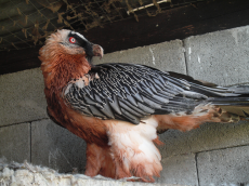 A bearded vulture resting in an enclosure.