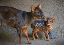 A pudu mother with her baby.